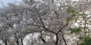 桜吹雪